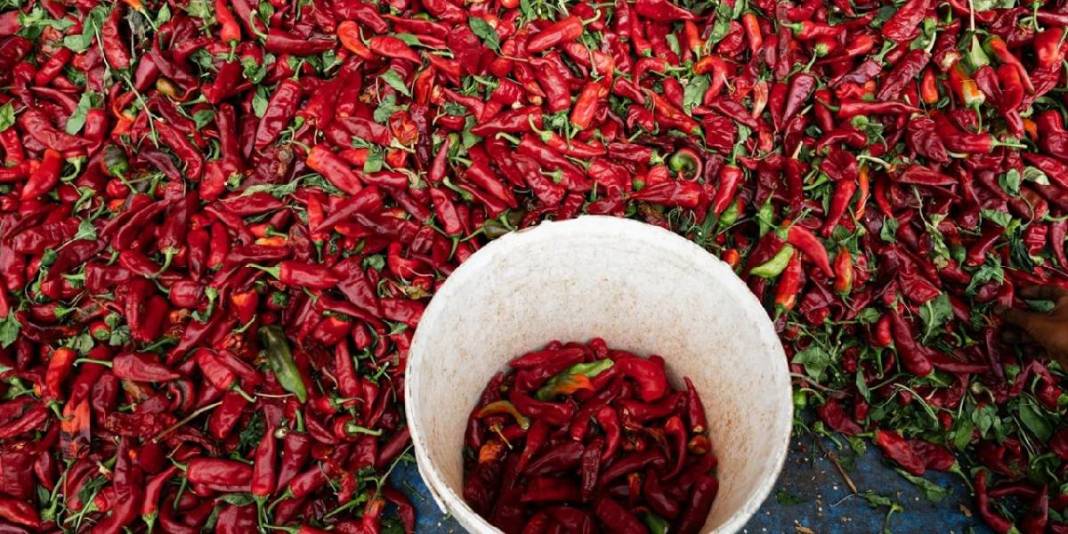 Tarladan topla, güneşte kurut, dönüştür! Gaziantep’te kırmızı mesai sabahın ilk ışıklarıyla başlıyor 3